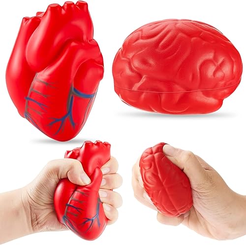 Miniatura 11 de Hungdao Anatomy Stress Set 2 piezas corazón con cerebro bola de espuma de poliuretano para el estrés, bola de anatomía falsa para el cuidado