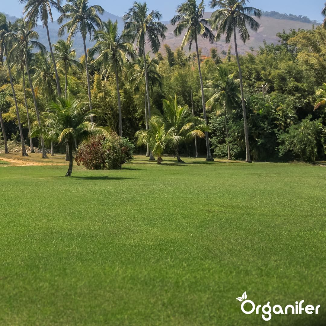 Semillas De Césped Resistentes A La Sequía - 5kg = 250m² | Arida - Resistentes Al Calor Y A La Sequía - Ideales Para Suelos Arenosos Y Campos Deportivos - Organifer