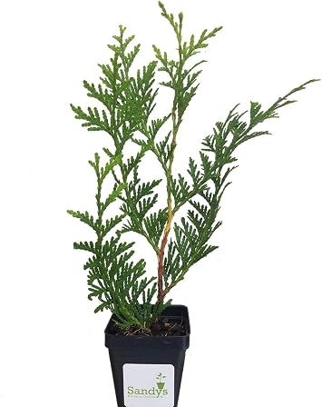 Thuja Green Giant Arborvitae 3 inch, Lot of 3