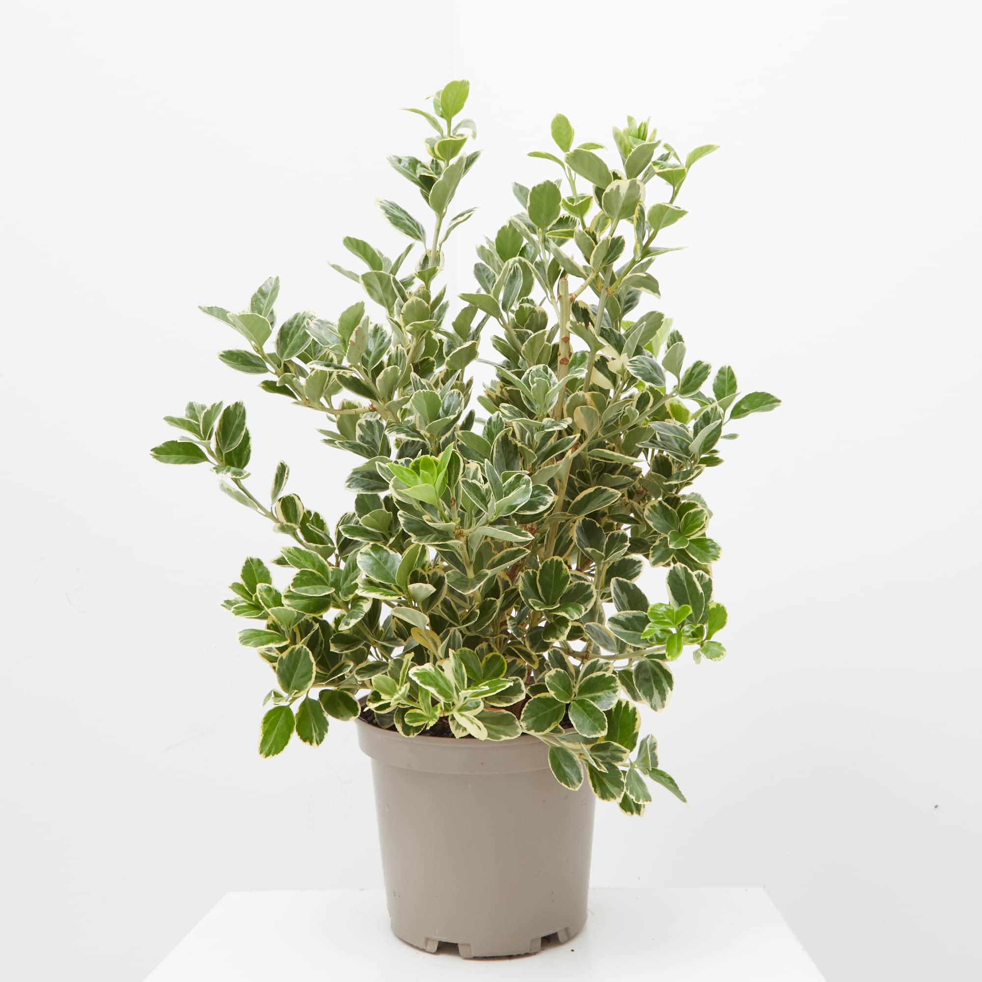 Verdecora Euonymus Japonicus | Evonimus, Evonimo, Bonetero de Japón | Planta Arbusto natural de exterior (Maceta 5L)