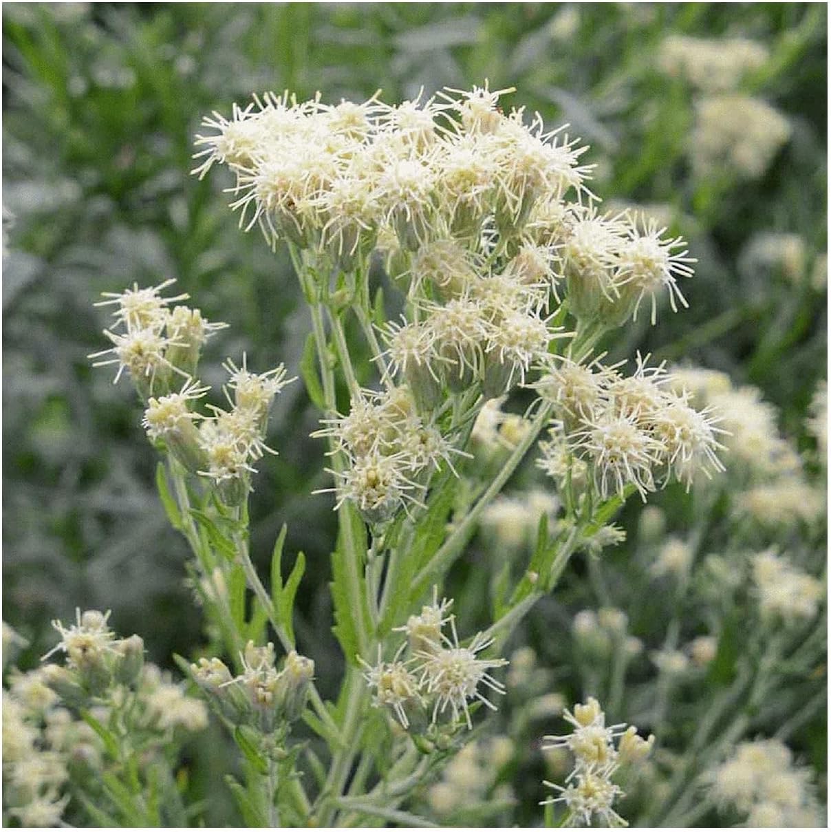 Everwilde Farms - 1 Oz False Boneset Native Wildflower Seeds - Gold Vault
