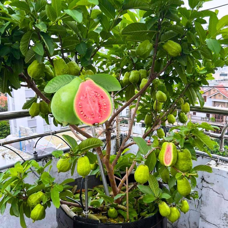 Grafted Ruby Guava Tree Live Plant for Outdoor Planting, 3-4 Feet Tall, Ready to Bear Fruit, Zones 9-11, Hardy Tropical Guava Plant