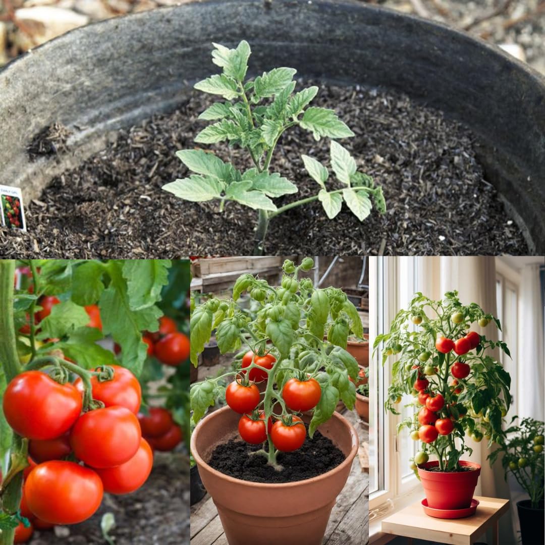 Ojas DIY Red Tomato Grow Kit | Hybrid Seeds, Vermicompost, Cow Dung, Cocopeat, Pot | Organic Kitchen Gardening Kit for Home, Balcony & Terrace-image-19