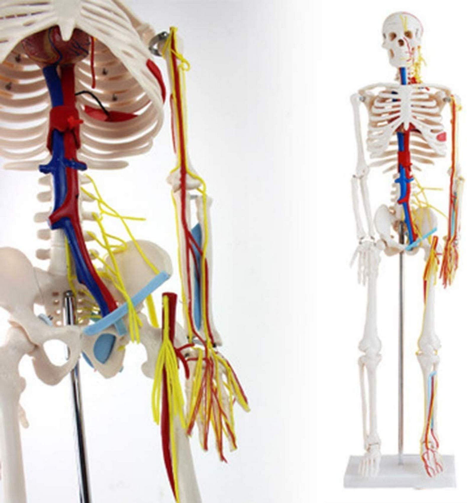 ☠️ガイコツ 医学教本 人体の骨格 ☠️ガイコツ 医学教本 人体の骨格