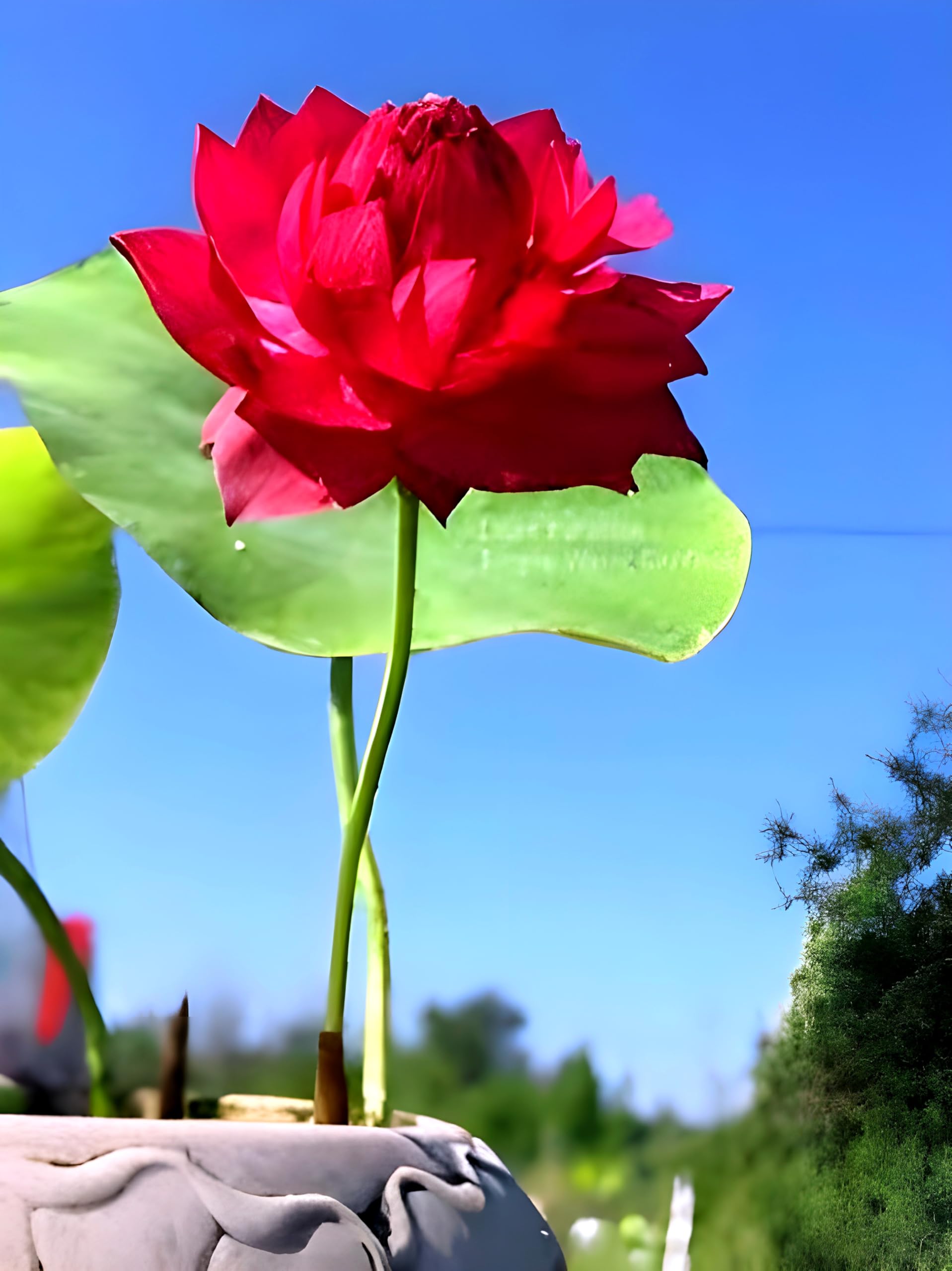 REMASLARIC-Hybrid Rare Red Lotus All Season Live Plant Big Water Lily (TUBER Root) Orginal Variety Guarante Blooming With in 30 Days For Outdoor and... (B0DF67MY87) Amazon Price History, Amazon Price Tracker