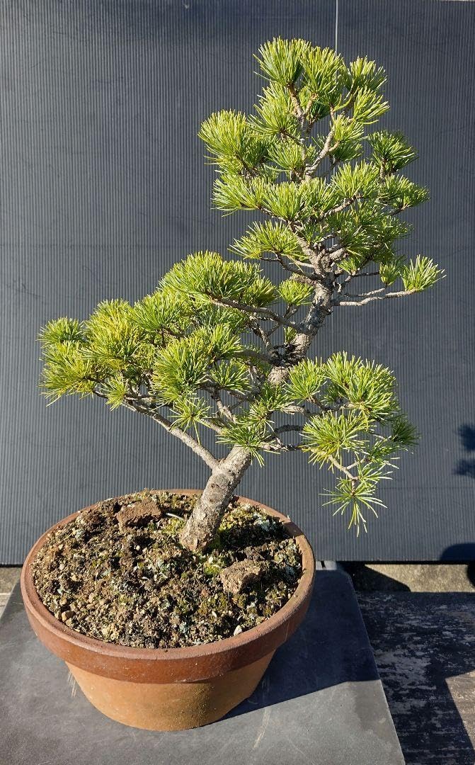 大品那須五葉松盆栽 11-2 【北盆/商品紹介】五蓉園 ｜ 実生