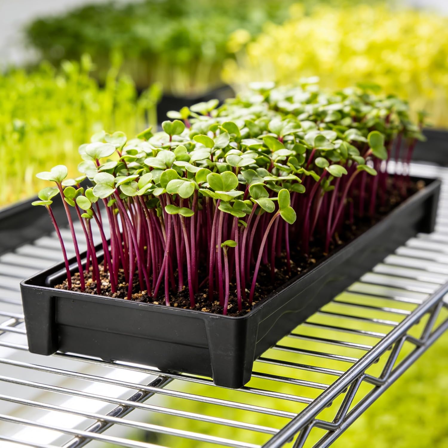 5 Pack Plastic Window Sill Saucer, Rectangular Windowsill Plant Pot Trays with Removable Drainage Hole, Thick Plant Saucer Tray for 2.8 inch Flower Seedling Pots (17.5"x3"x1.5")