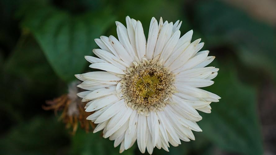 Review Image by CKE