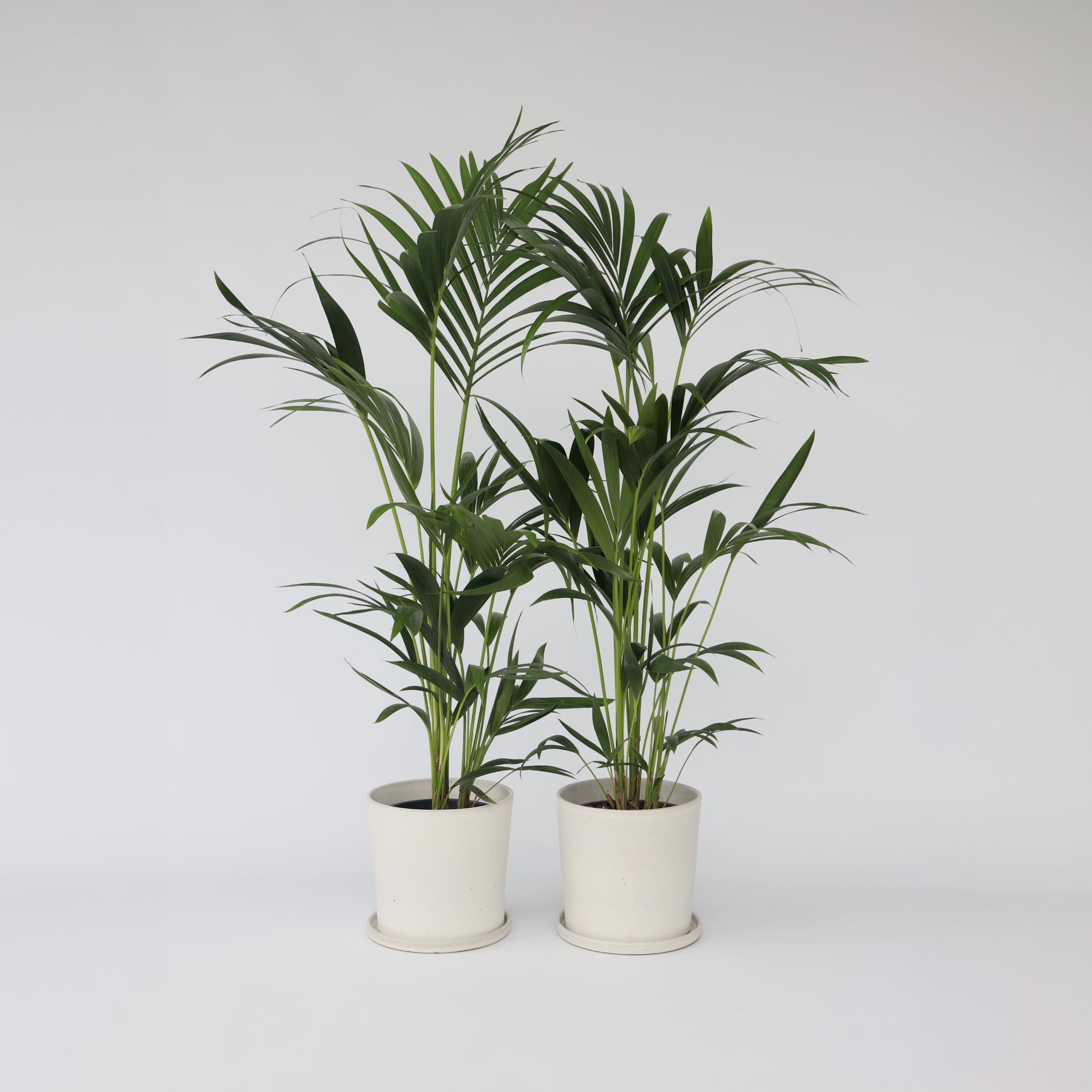 Plant in a Box - Howea forsteriana - Set de 2 - Palmera de interior - Kentia - Maceta 18cm - Altura 90-100cm - Planta verde - Siempre verde