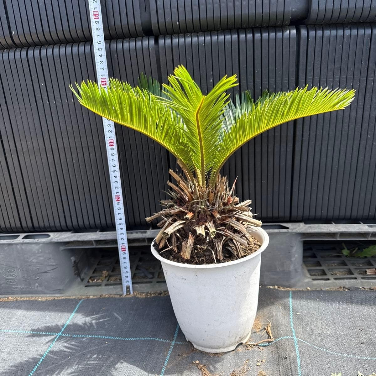 ②大型ソテツ 植木 庭園観賞用 ガーデニング 常緑樹 楽天市場】ソテツ(蘇鉄) 7号 シンボルツリー 鉢植え 庭木 植木