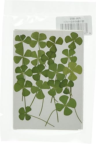 Amazon Co Jp フクサン 押し花パック 四つ葉のクローバー 大 18個入 Fuk 1075 ネイル レジンなどに最適 ホーム キッチン