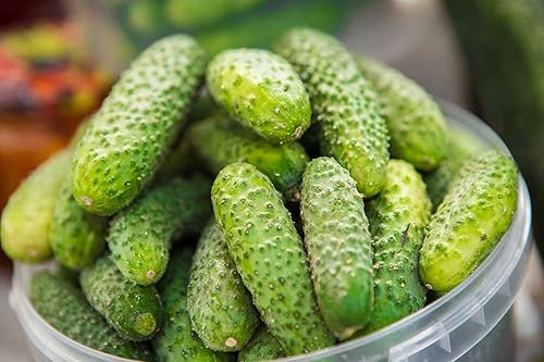 Miniatura 6 de Semillas Tipo de arbusto de pepino Decapado Herencia vegetal para plantar No-GMO