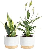Costa Farms Live Indoor Plants Pack of 2 in Decor Pots | Easy Care Air Purifying Houseplants, 8-12" Tall, Assorted Varieties for Home Office Decor & Gifts