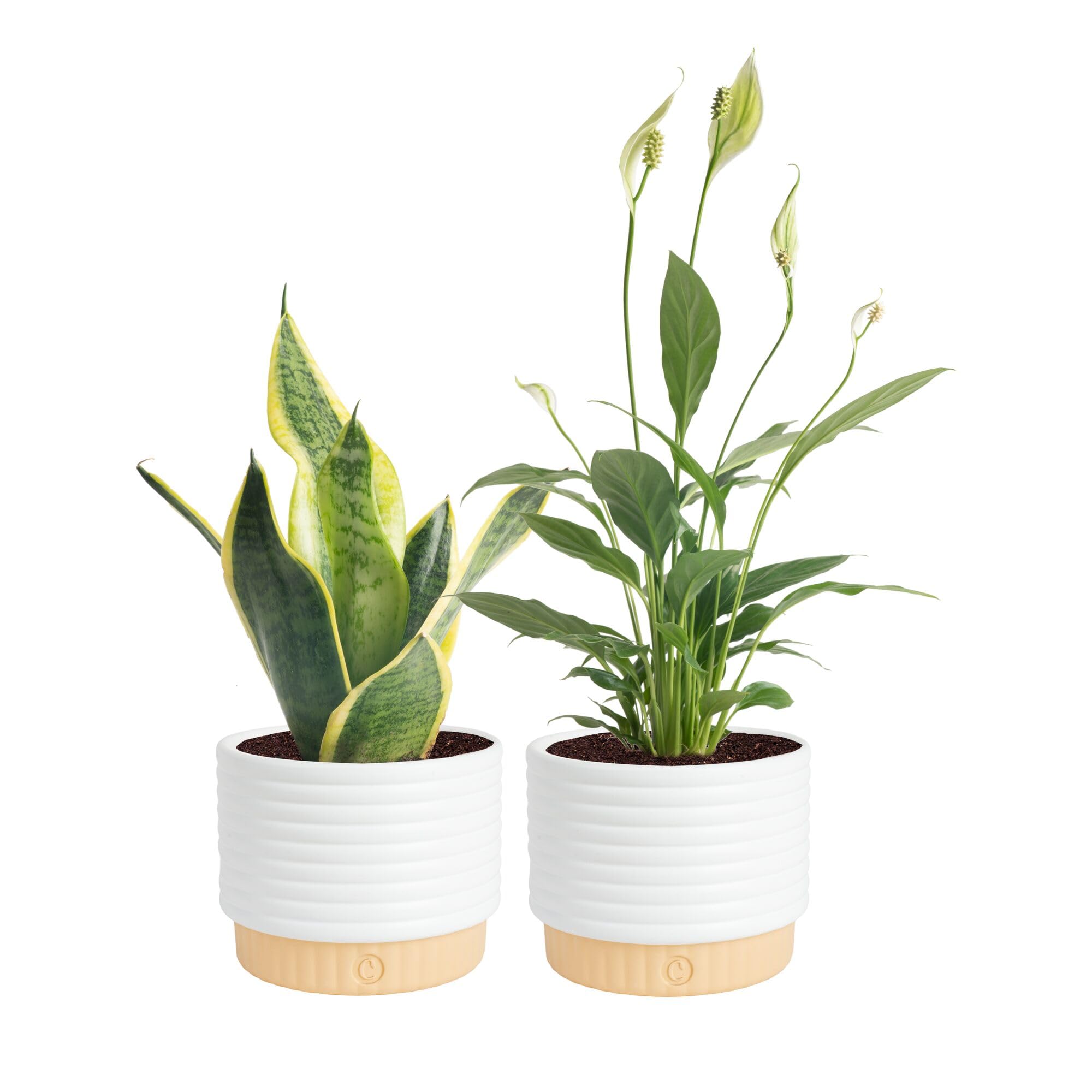 Amazon.com : Costa Farms Live Indoor House Plants (2-Pack), Hand Selected  Easy to Maintain Indoor Assorted Houseplants in Plant Pots, Curated Air  Purifying Mix, Low Light, Home Office Decor Plant Gift :