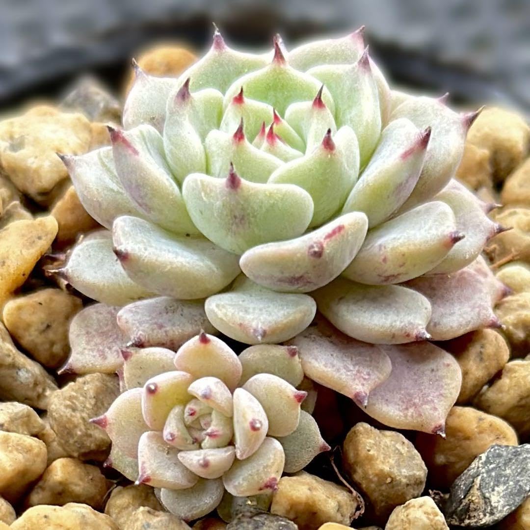 Amazon.co.jp: 多肉植物 エケベリア 沙羅姫牡丹 抜き苗発送 : DIY