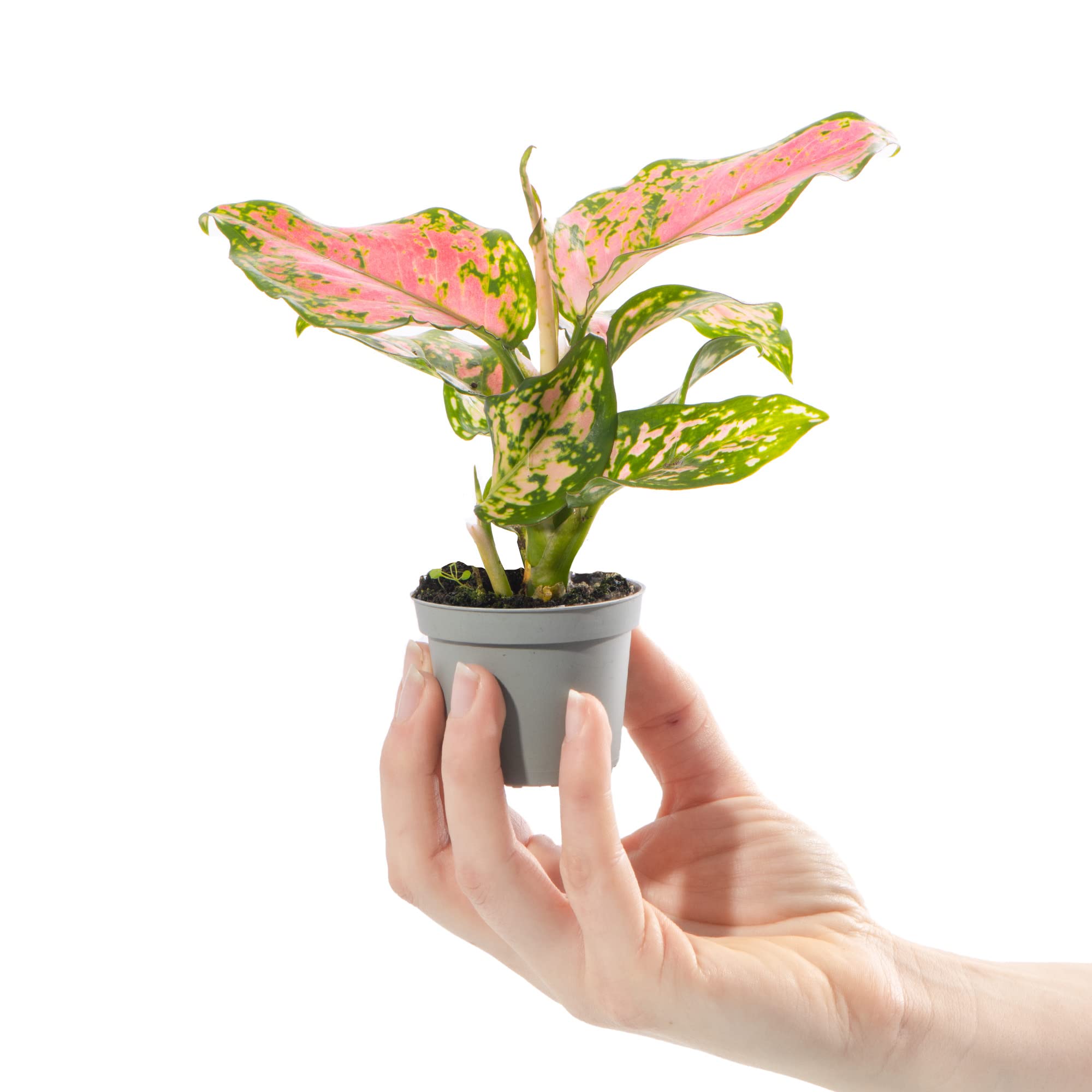 Chinese Evergreen Live Plant - Aglaonema 'China Red' In 4 Inch Pot, Low Light Indoor Plant