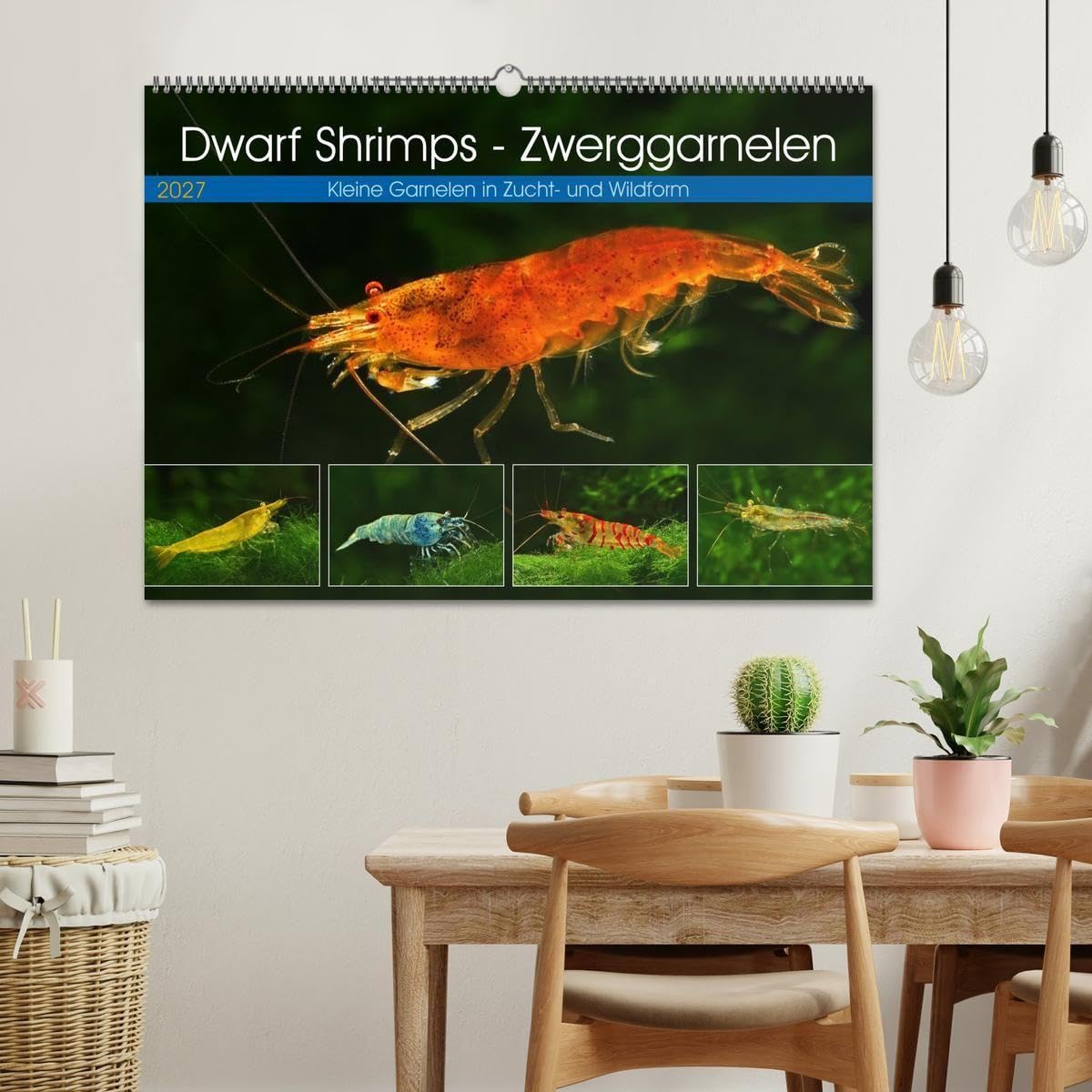 Dwarf Shrimps - Zwerggarnelen (Wandkalender 2027 DIN A2 quer), CALVENDO Monatskalender: Kleine Garnelen in Zucht- und Wildform (CALVENDO Tiere)