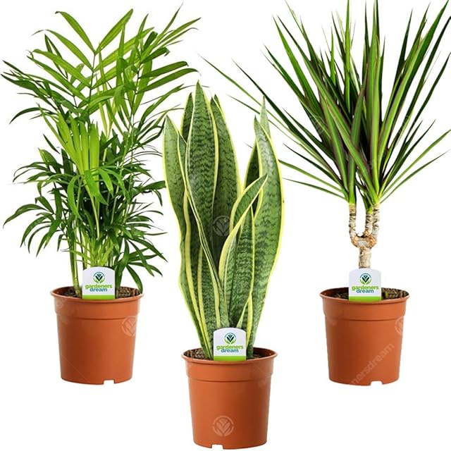 Indoor Plant Mix - 3 Plants - House/Office Live Potted Pot Plant Tree (Mix D - Sansevieria Laurentii, Chamaedorea Elegans & Dracaena Marginata)