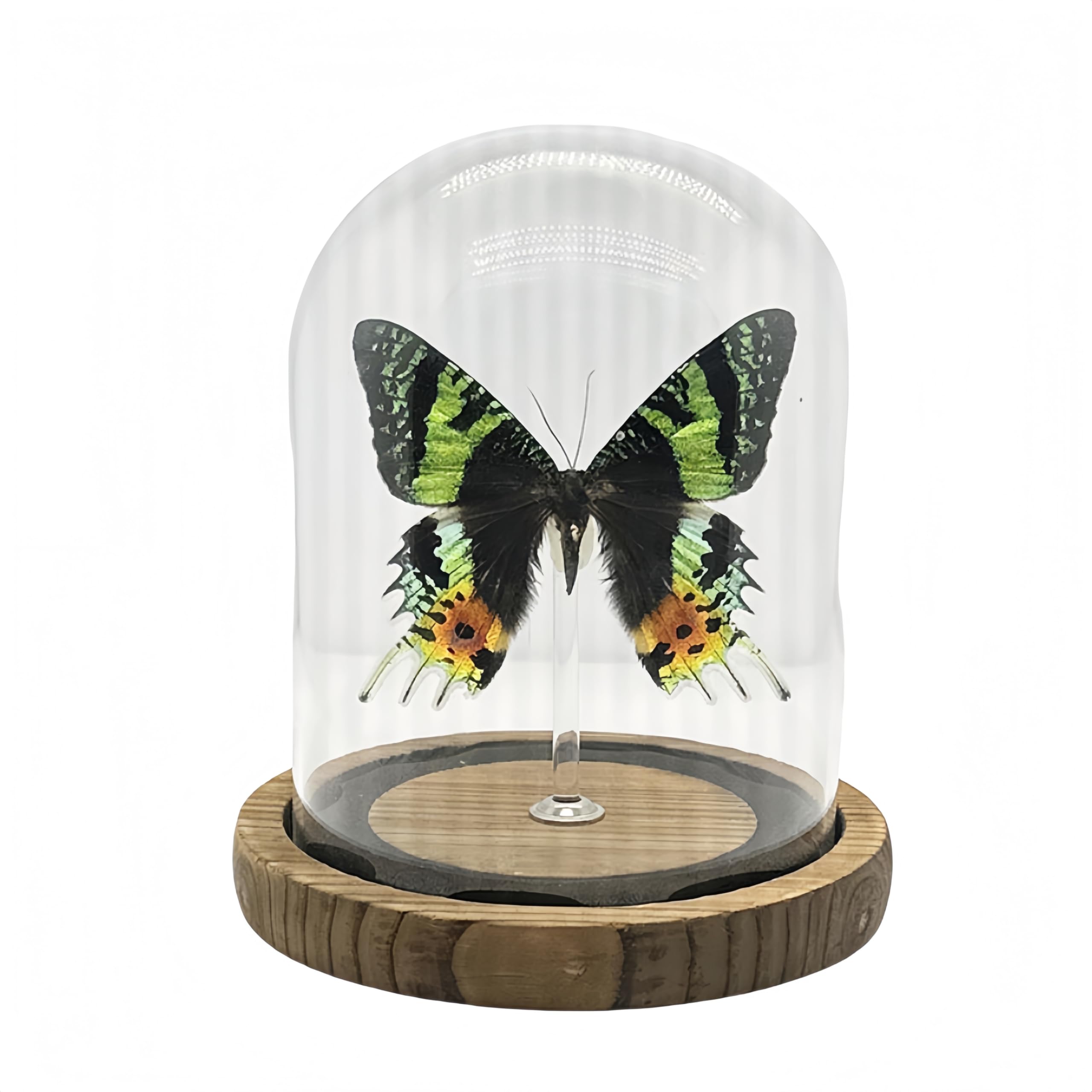 Wugakio Glass Taxidermy Butterfly Specimen Shadow Box, Butterfly Gifts for Women Girls with Glass Cover, Butterfly Decor for Bedroom Office Living