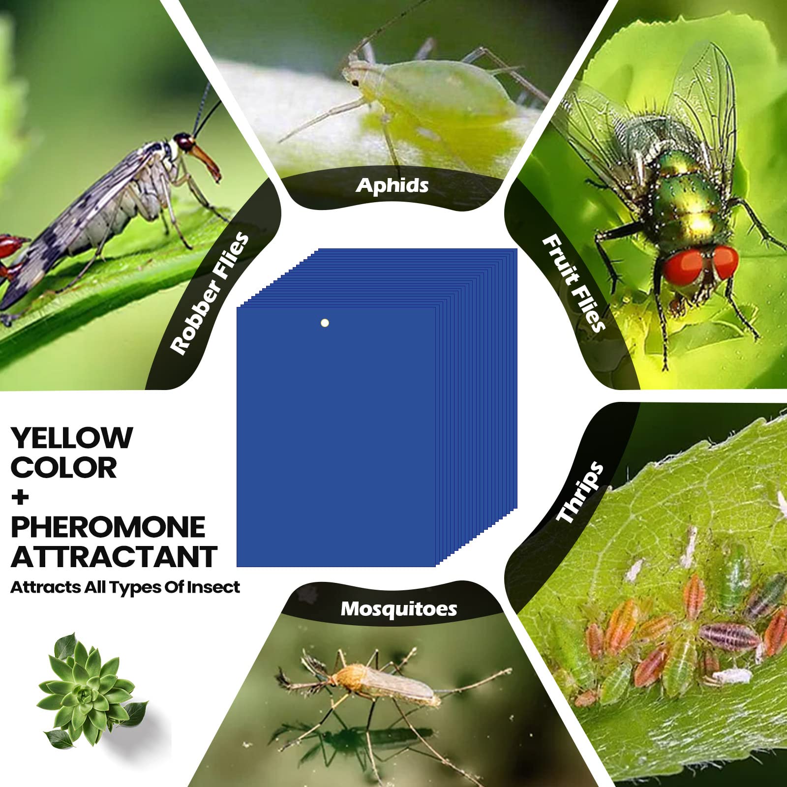 Qualirey 200 trampas adhesivas azules de 6 x 8 pulgadas para trips de doble cara para plantas de mosquitos, control de plagas para mosquitos de hongos, trips, moscas blancas, paquete a granel con