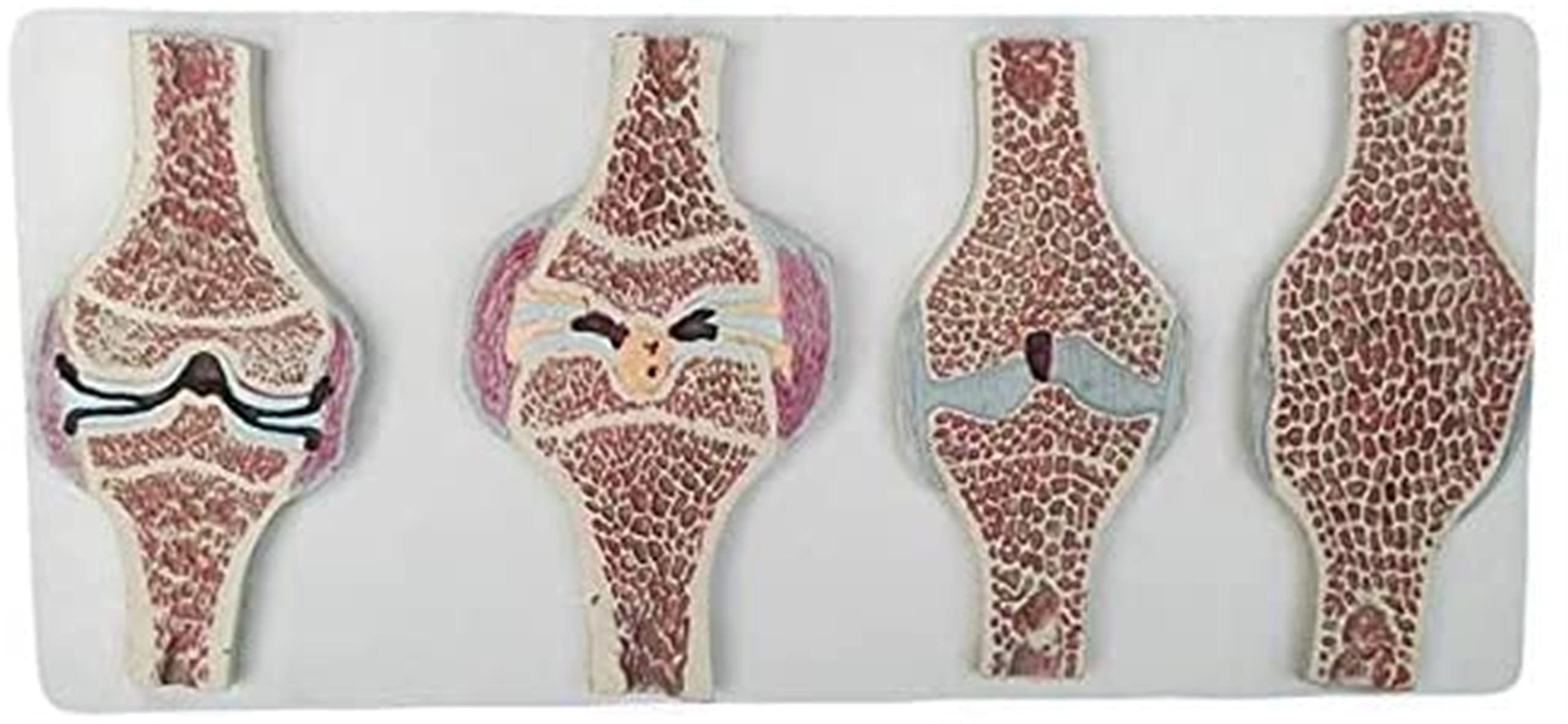 Buy Anatomy Model, Educational Model Human Knee Joint Section Anatomy