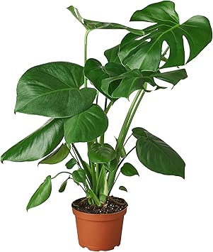 House Plant Shop Monstera 'Deliciosa' - 6" Pot
