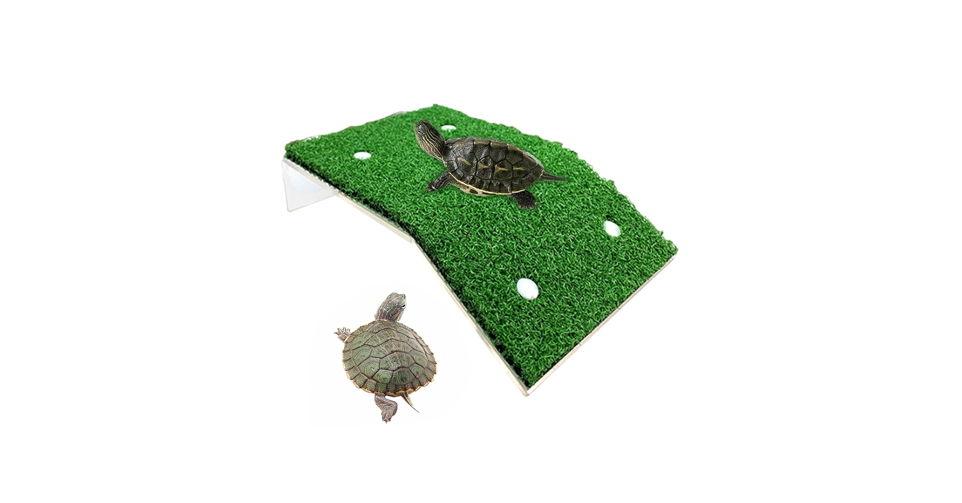 Amazon.co.jp: カメのバスキングスロープ - 中型カメ用バスキング