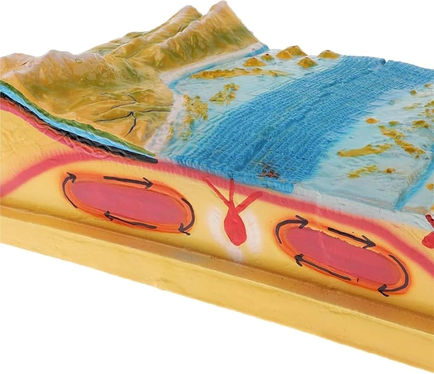 Modelos de terreno científico de placas tectónicas geográficas 3D, | Material resina, material didáctico clases geología escolar, ideal exhibiciones geología en el aula, actividades aprendizaje
