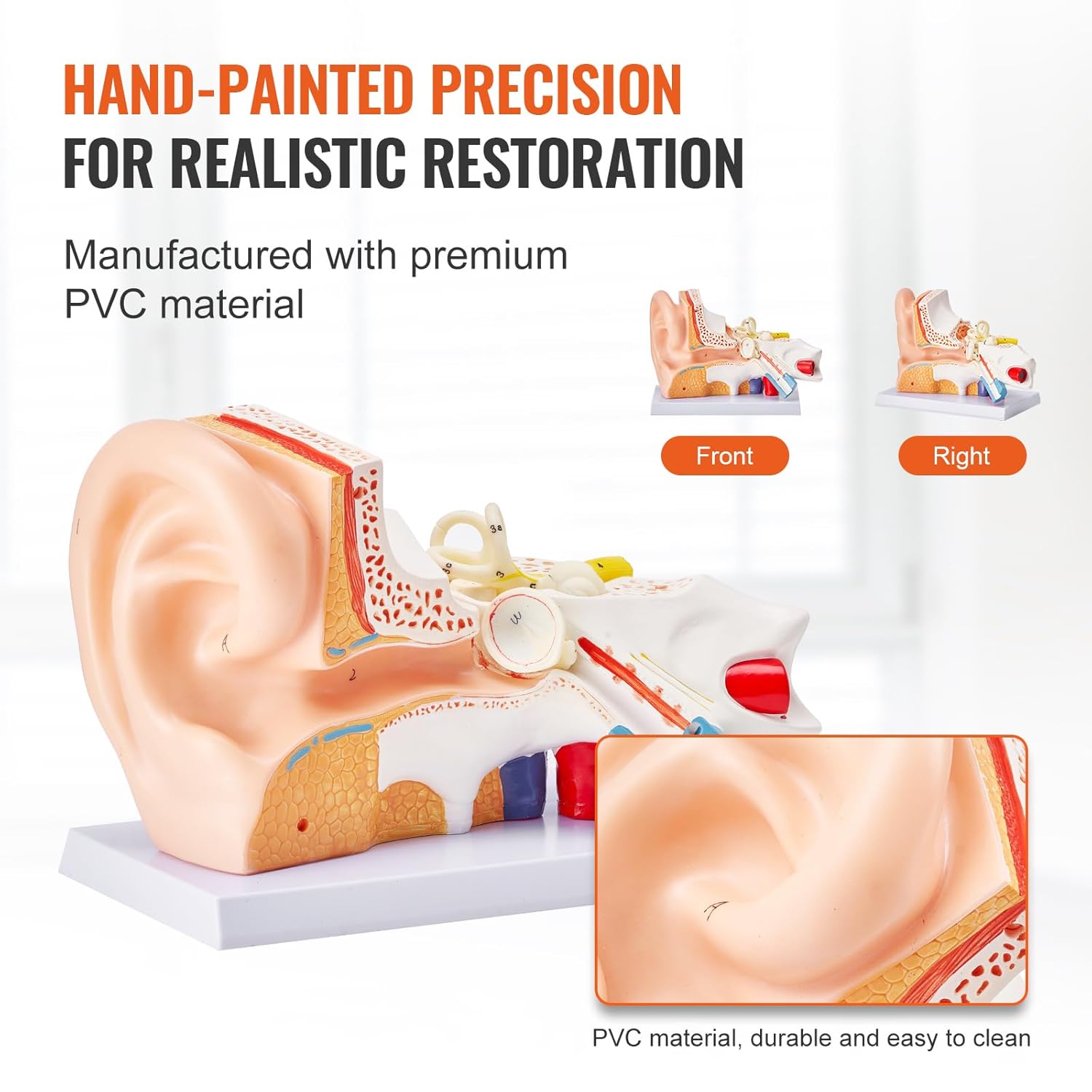 VEVOR Human Ear Anatomy Model, 5 Times Enlarged Human Ear Model, PVC Plastic Anatomical Ear Model for Education, Human Ear Anatomy Displaying Outer, Middle, Inner Ear with Base, 3pcs (2 Removable)