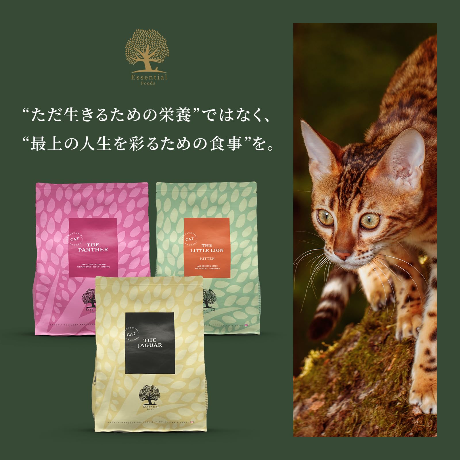 レティシアン　ジャガーキャットフード　グレインフリー　猫　ご飯 Amazon | ジャガー キャットフード 1.5kg 全猫種 全年齢 グレイン