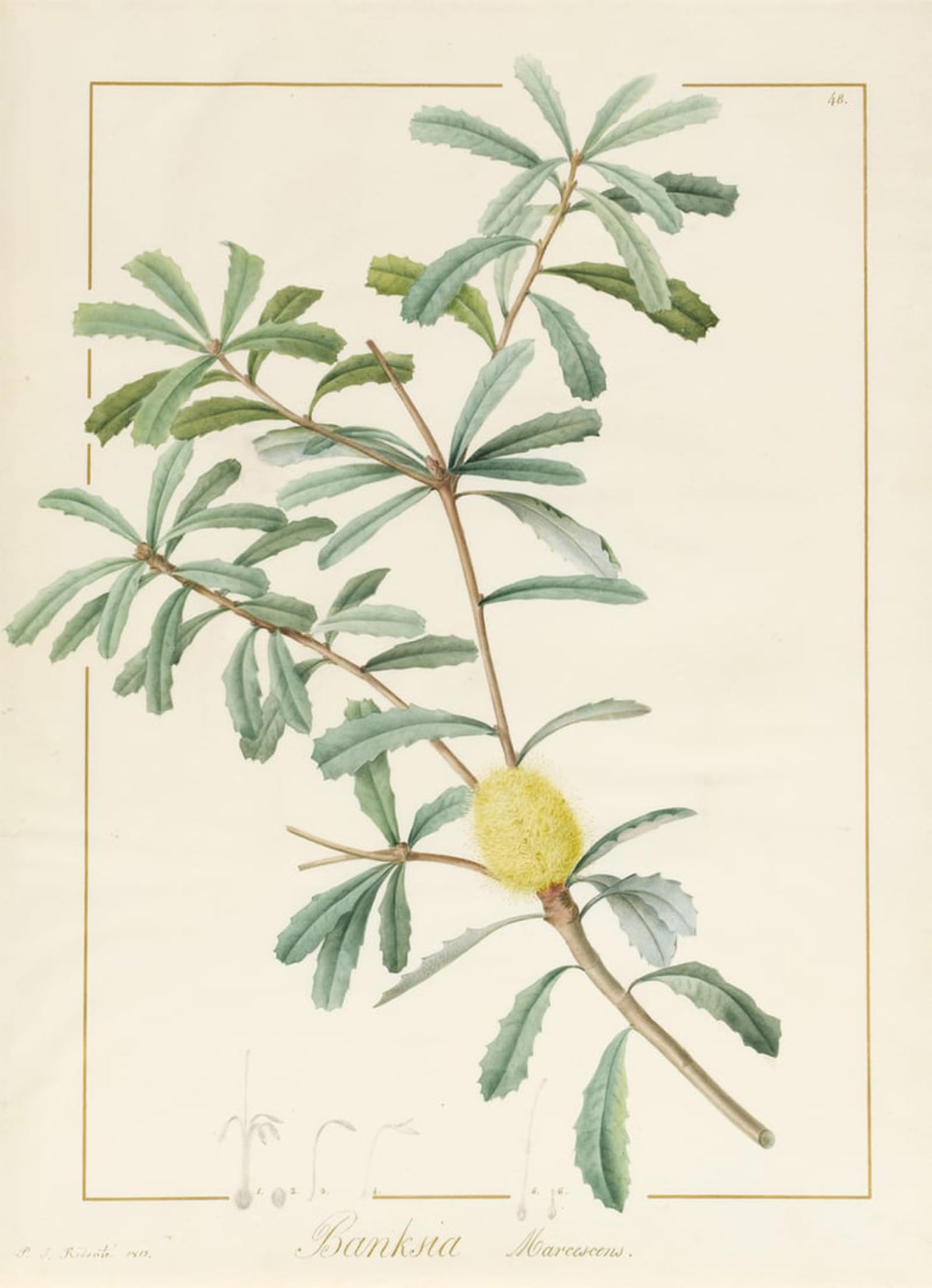 ARTXLXXBN Famous Art Print Poster Vintage Wall Art Banksia Marcescens by Pierre Redouté Canvas Art Poster for Home Decor 60x90cm