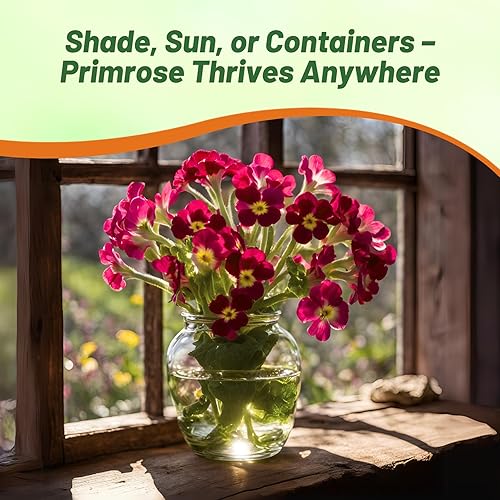 Miniatura 5 de Outsidepride 25 semillas anuales Primula Semillas comunes de flor de Borgoña de Primula para plantar
