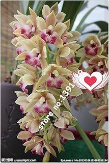 21 colores de las PC 100 semillas Cymbidium, semillas de orquídeas raras estaciones Bonsai, plantas en macetas, flores azules para el hogar y el jardín,
