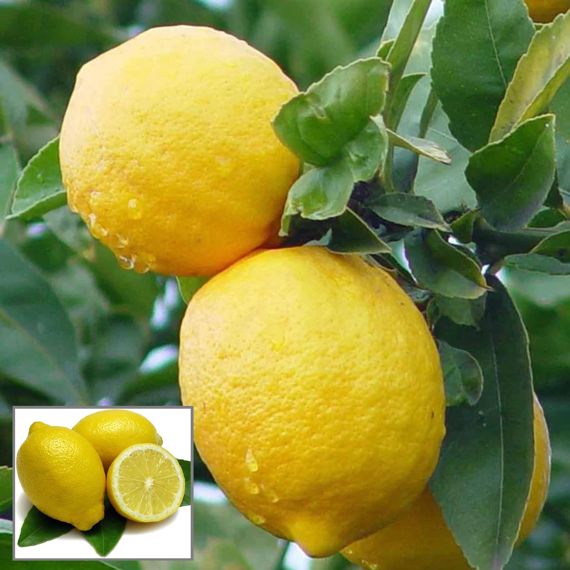 HAPING Nimbu Balaji Lemon Lemon Nimbu Layering/Grafted Fruit Live Plant (1-2 Feet Height) (B0CV9KZYKJ) Amazon Price History, Amazon Price Tracker