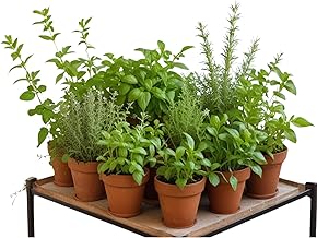 Pack of 15 Natural Aromatic Plants in Pot Complete Set of Fresh Herbs Ideal for Cooking Kit for Urban Gardens Height Approx: 15-20 cm In Pot M11