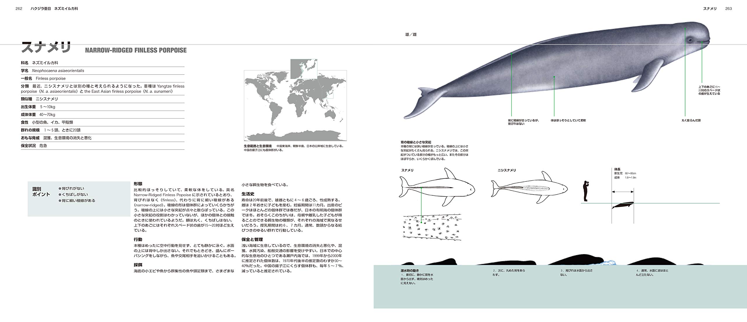 世界のクジラ イルカ百科図鑑 Amazon Co Uk Books