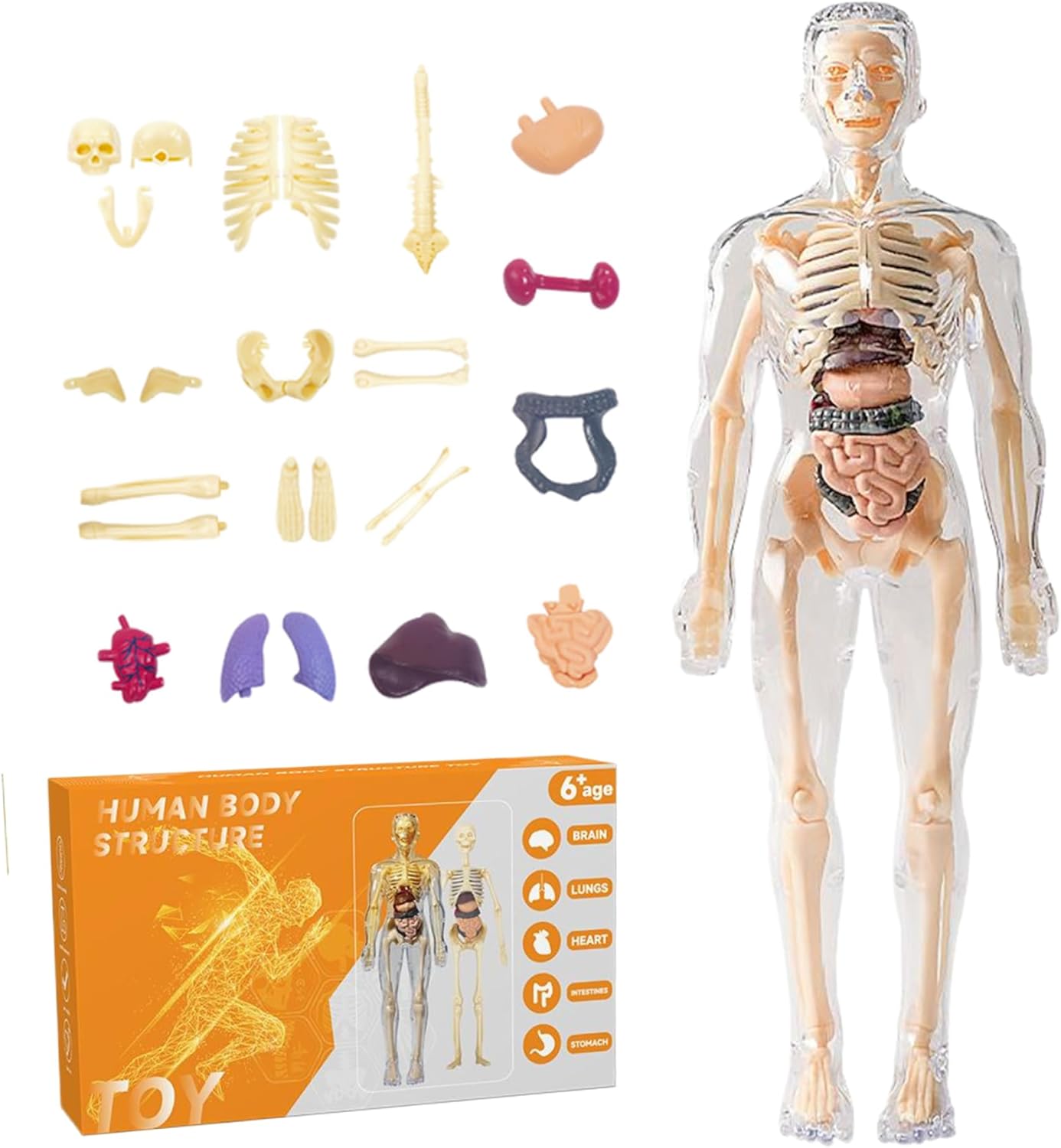 Kalastussaari Human Body Model for Kids 11" Removable 3D Human Body