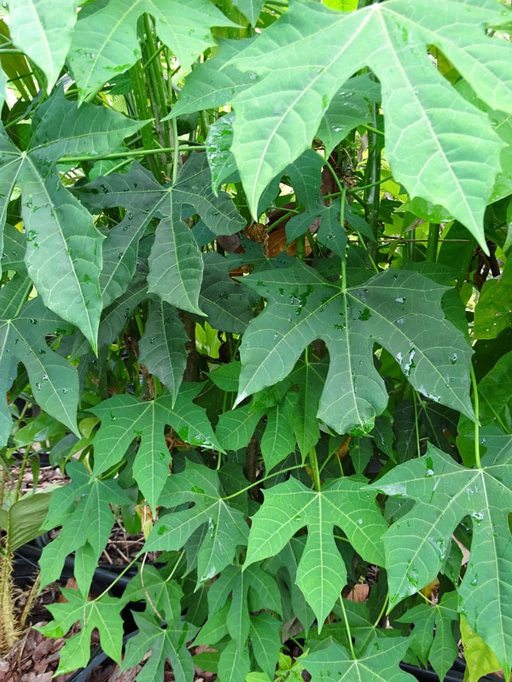 Creative Farmer Plants For Home Gardening Chaya (Cnidoscolus Chayamansa  Aconitifolius)  Tree Spinach - Large Leafy Perennial Shrub From Mexico ...