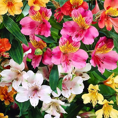 Miniatura 2 de Más de 30 semillas mixtas de alstroemeria para plantar al aire libre, flores perennes de lirio peruano para plantar bordes de jardín, contenedores
