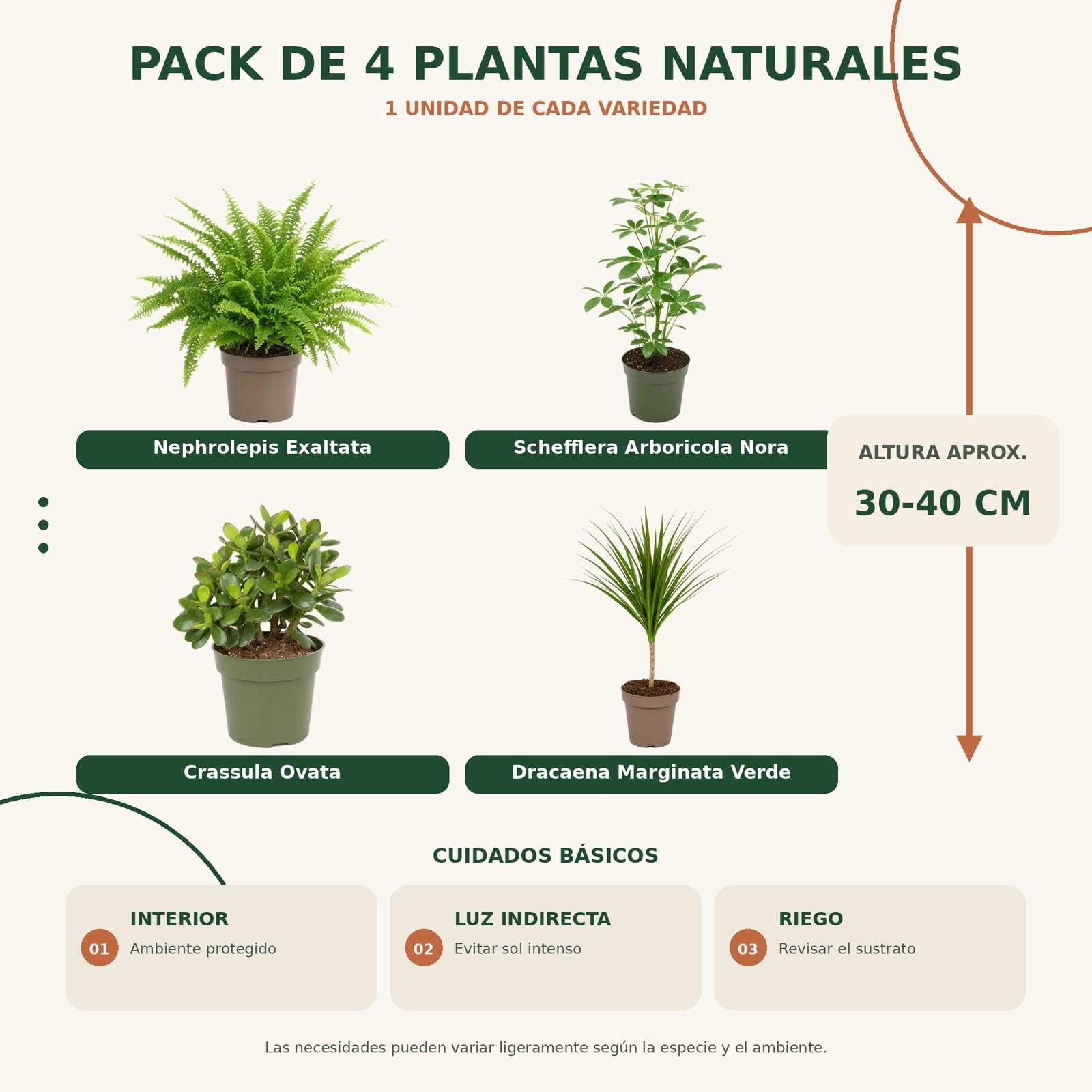 DECOALIVE Colección de 4 Plantas: Salón y Zona de Estar