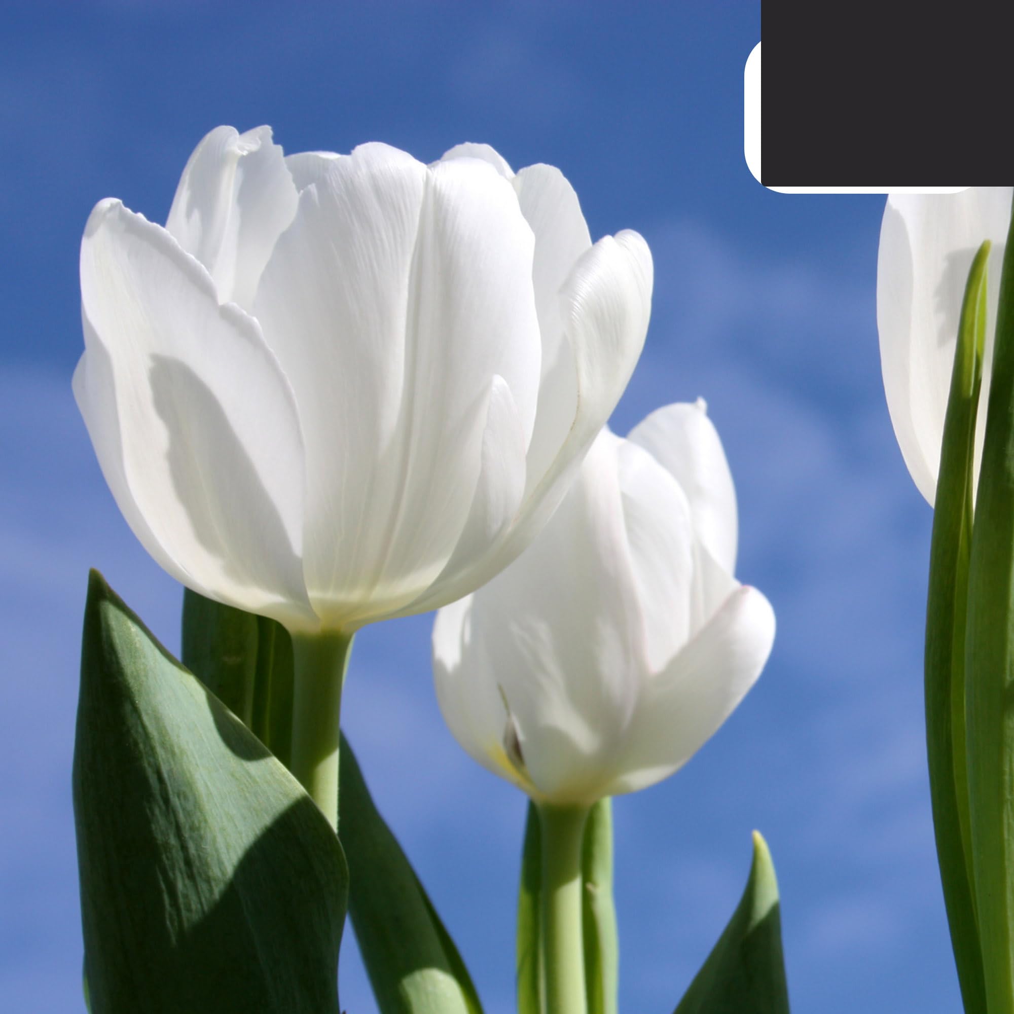 Bulbos de tulipán 'Catherina' | 20 Piezas | Tulipán Blanco Puro - 30-50cm - Ø5cm - bulbo de flor - Planta de jardín
