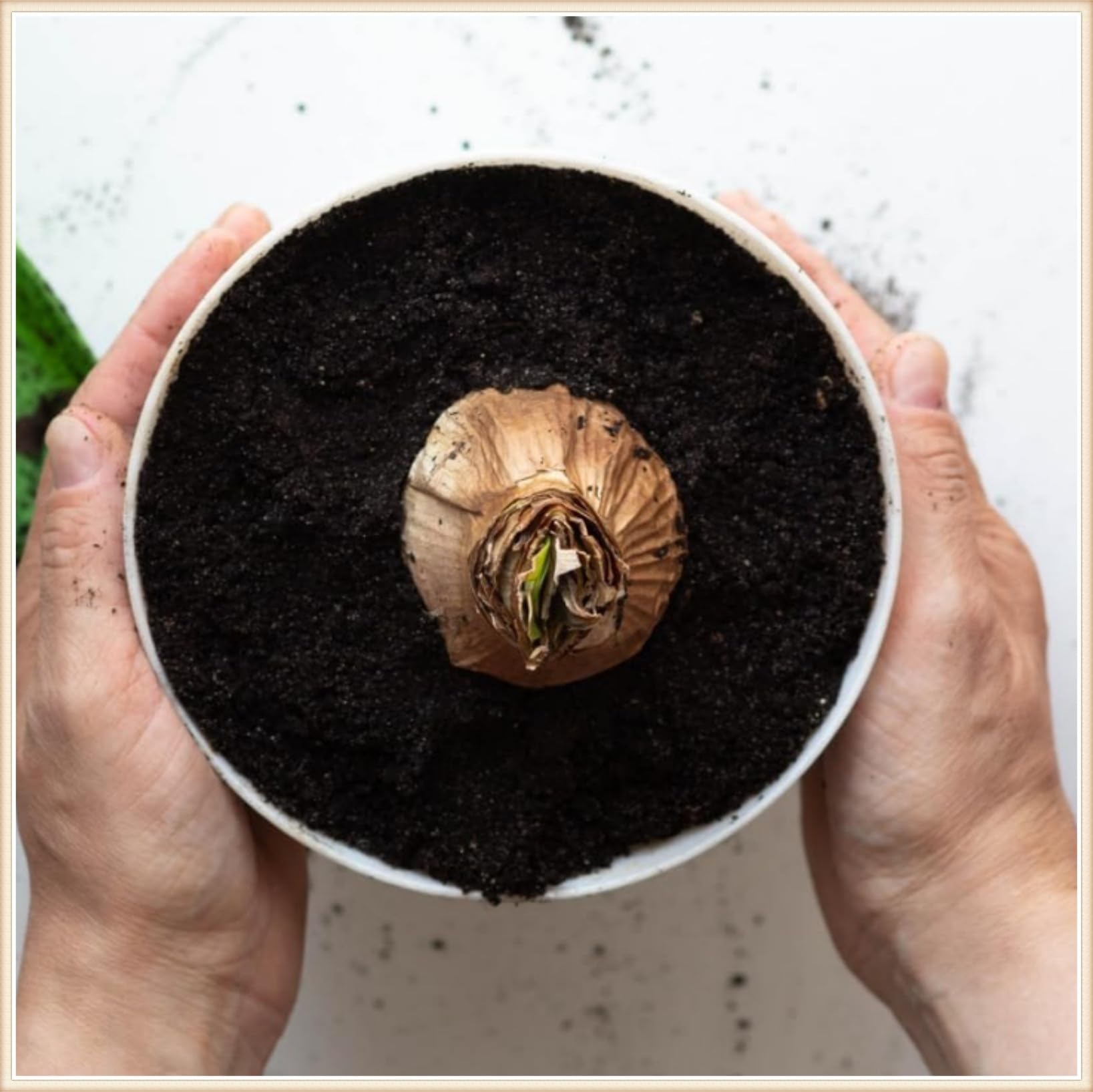 Amarilis, Rizomas Amarilis, Crece bien en macetas, Apto para plantar en exterior.-1Rizoma-A