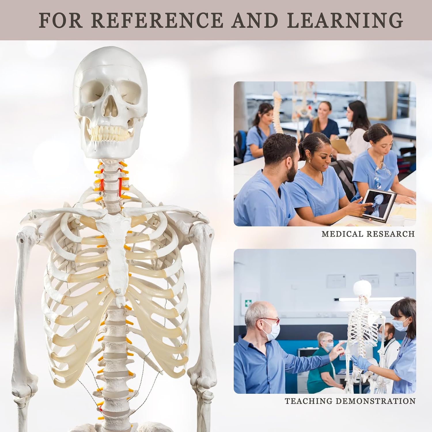 EVOTECH SCIENTIFIC Life Size Human Skeleton Model with Removable Arms Legs and Stand for Medical Study Learning Research Education Display Standard