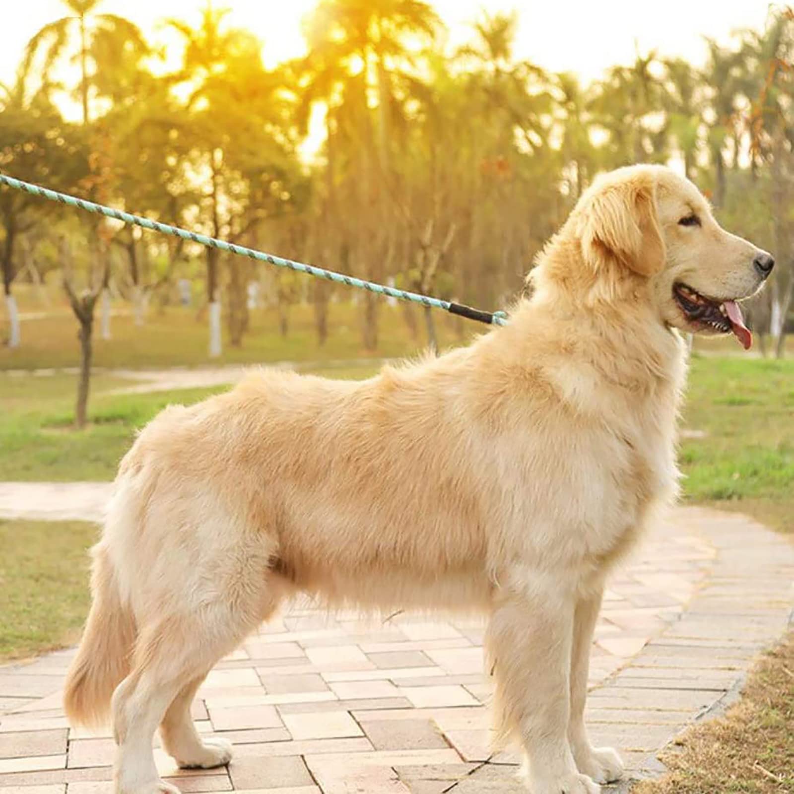 Generic Laisse Chien Corde, Laisse pour Chien en Nylon avec Poignée Rembourrée Douce et des Fils Réfléchissants pour Chiens de Moyenne