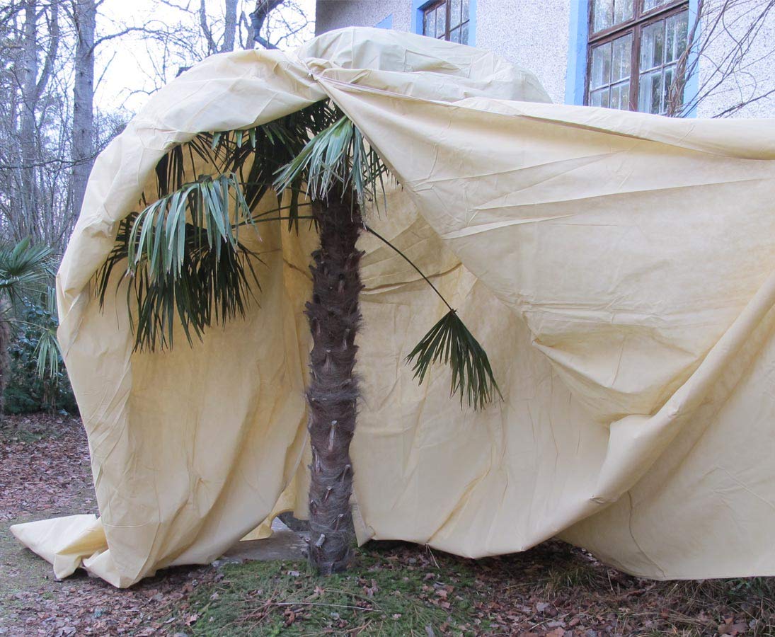 wintrs chutz Telo XXL, pianta in tessuto non tessuto per Palme e alberi, H: 350 X B: 250 cm, Beige colorato con reissvrschluss – Protezione invernale cappe Pianta protezione guscio per piante