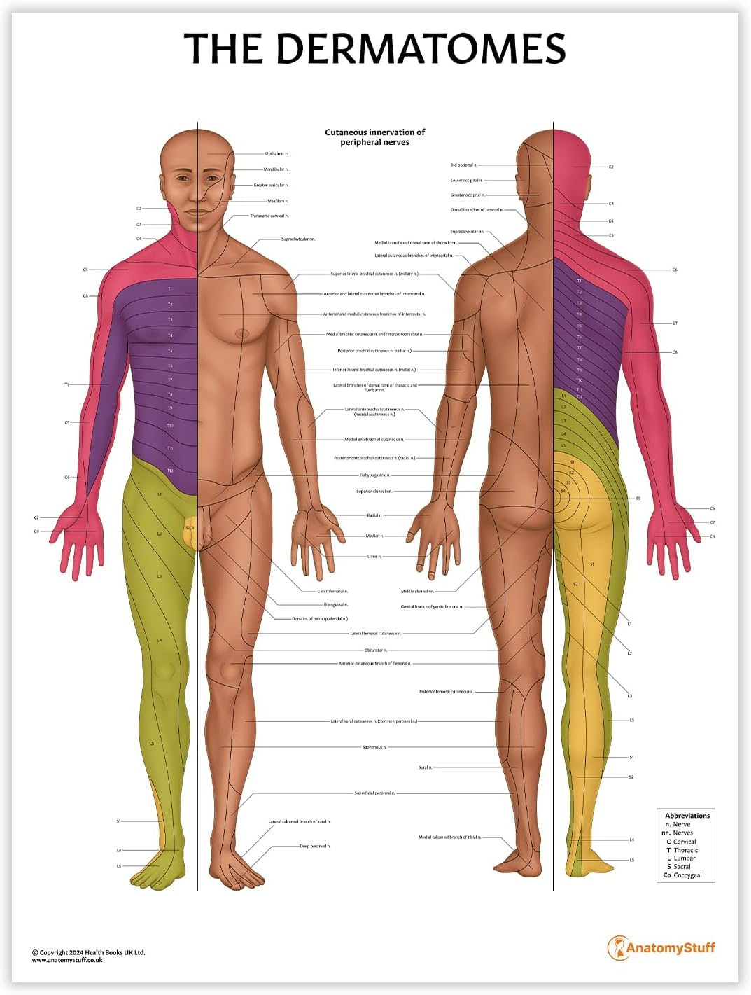 AnatomyStuff Dermatomes Anatomy Poster/Chart 45x60cm, 18x24 inches ...