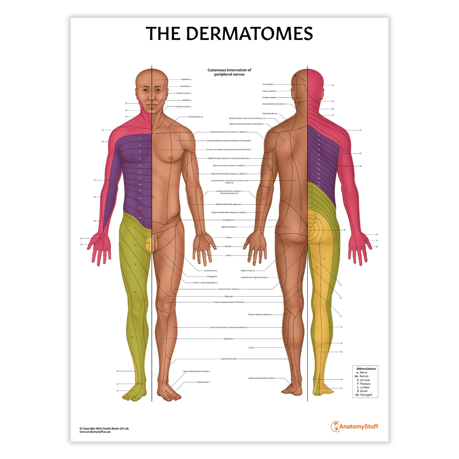 Anatomy Stuff Dermatomes Anatomystuff Anatomy Poster/Chart 45X60cm, 18X24 Inches, Dermatome Map Diagram, Nerve Innervation Chart