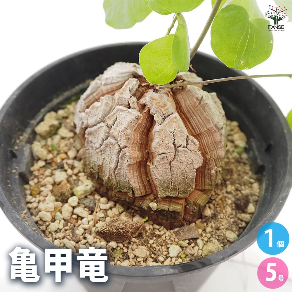 Amazon.co.jp: ITANSE 亀甲竜(きっこうりゅう) 5号 1個売り
