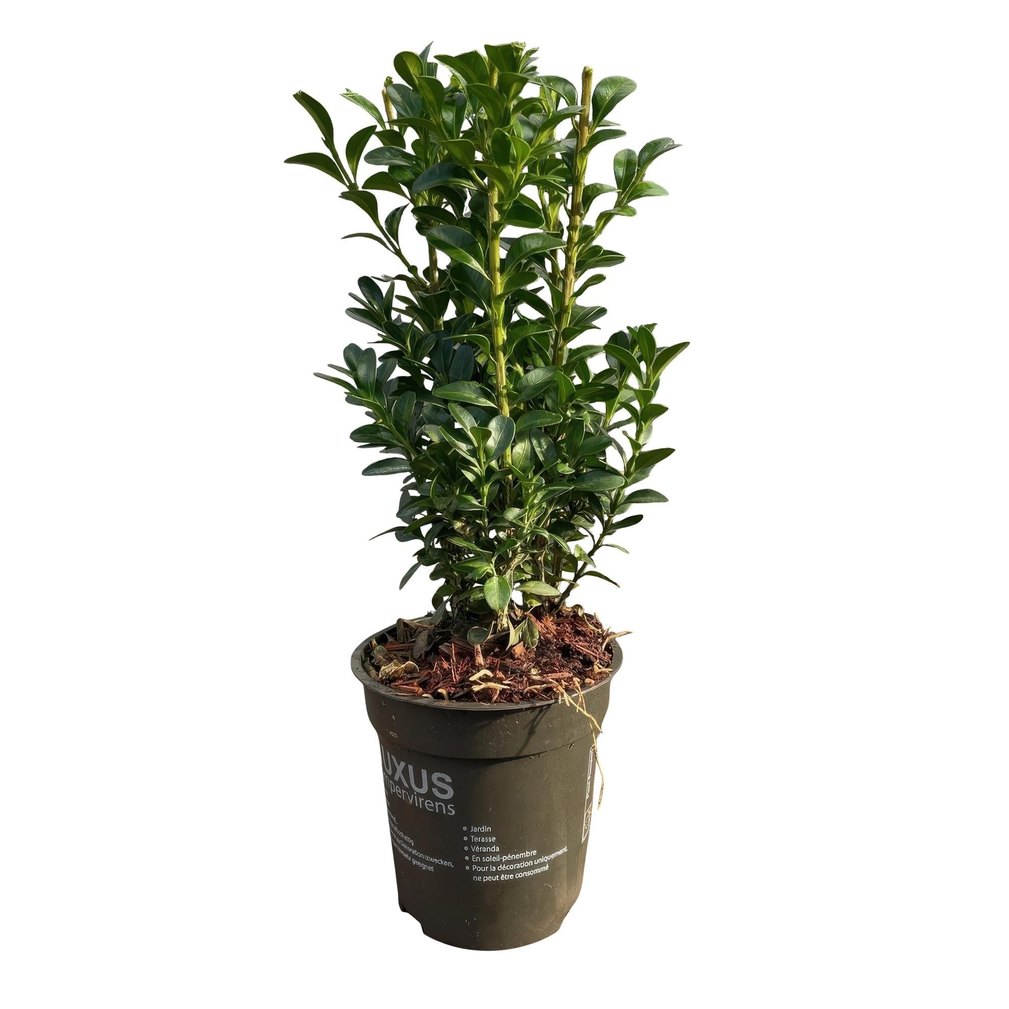 Buxus sempervirens zwykły bukszpan, wiecznie zielone rośliny żywopłotowe, 8 roślin, 1 m, wysokość 9 cm, 20-25 cm, zielony, łatwy w pielęgnacji