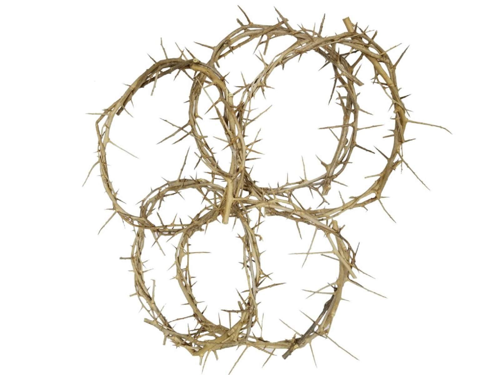 Crown of Thorns from Jerusalem Authentic Life Size (4-6" Diameter)